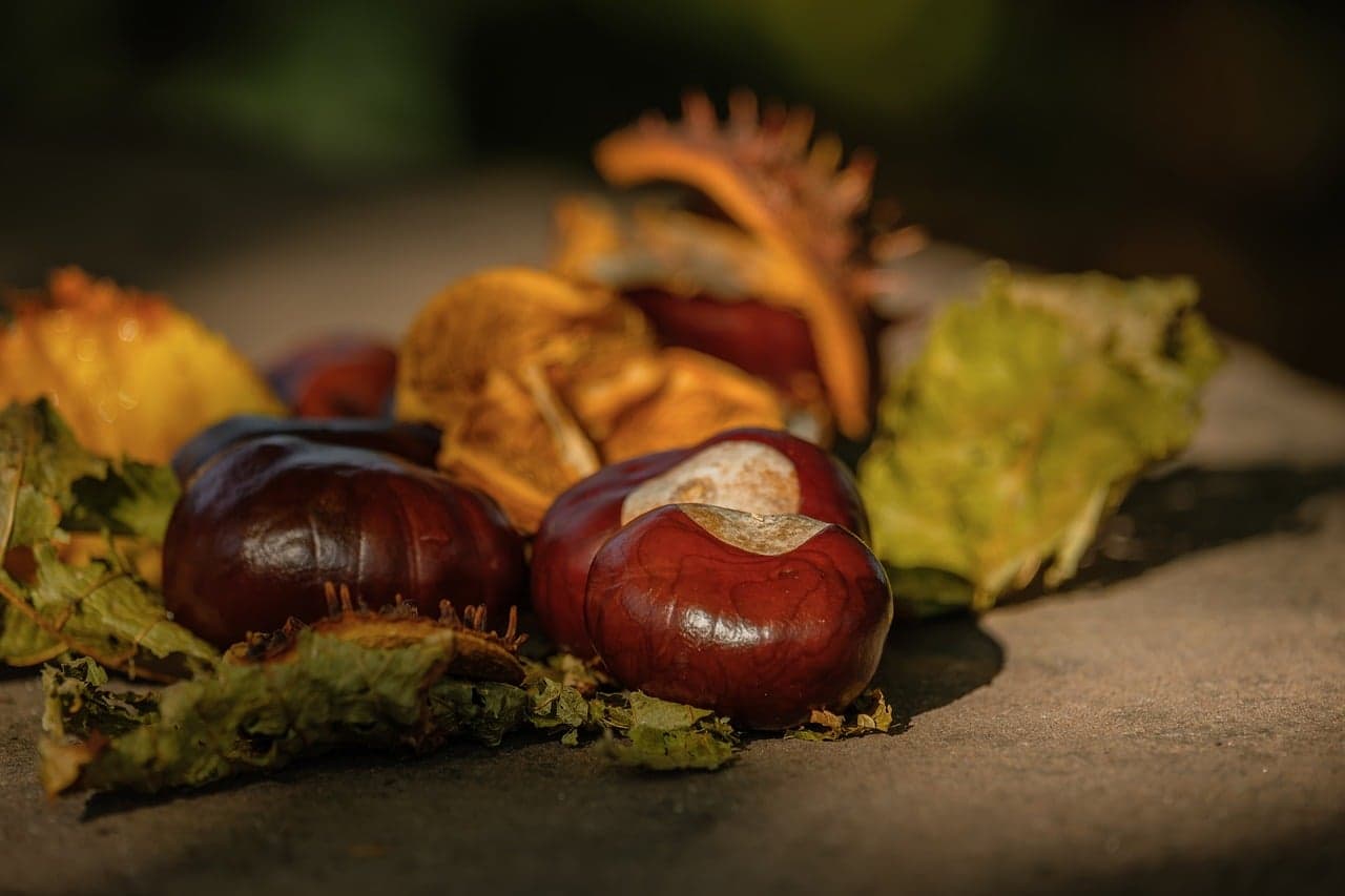 Chestnuts Leaves Autumn